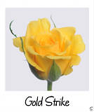 Gold Strike